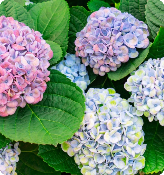 Hortensias