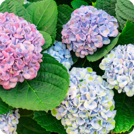 Hortensias